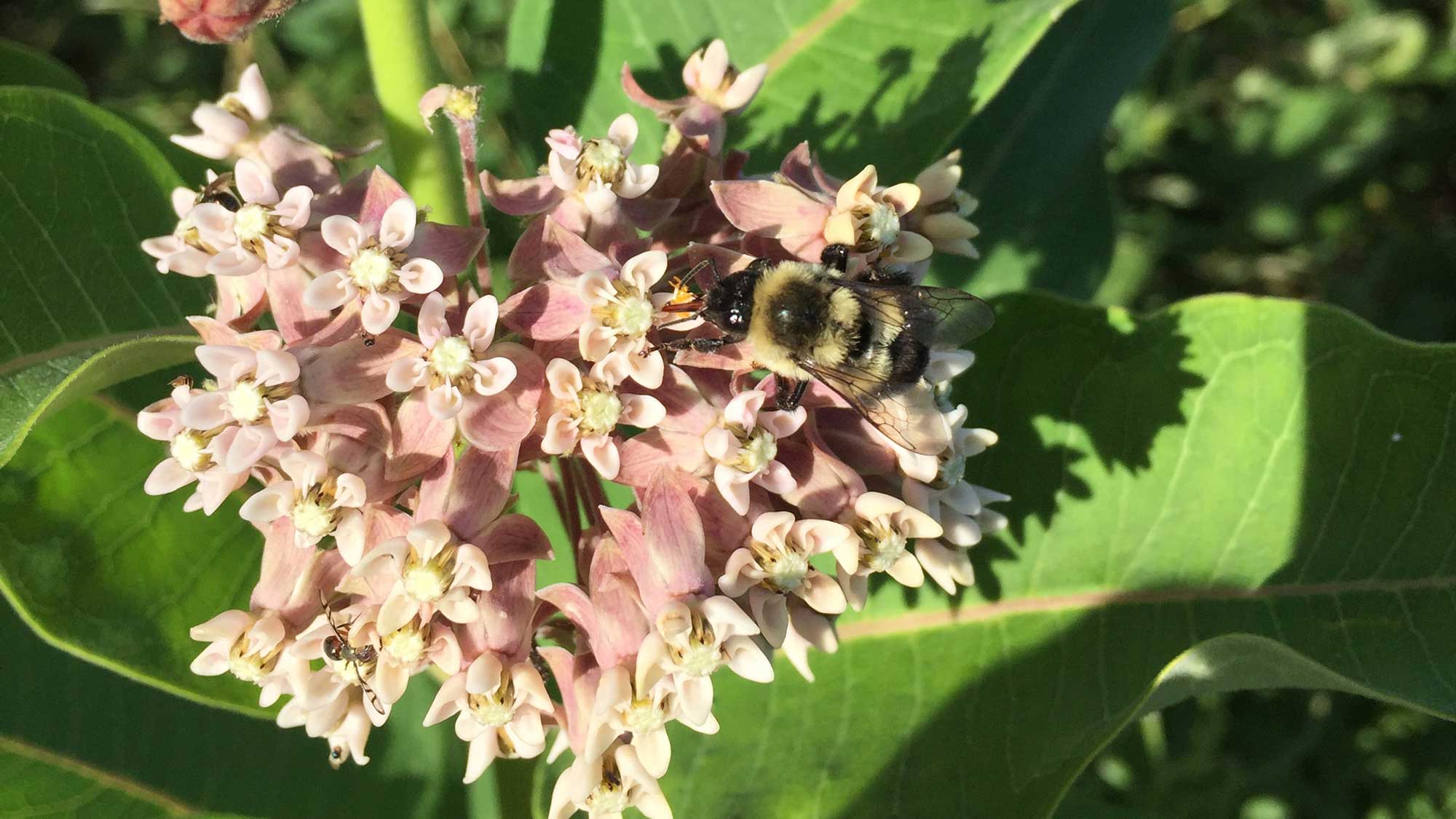 Photograph of a honeybee on a milkweed flower.