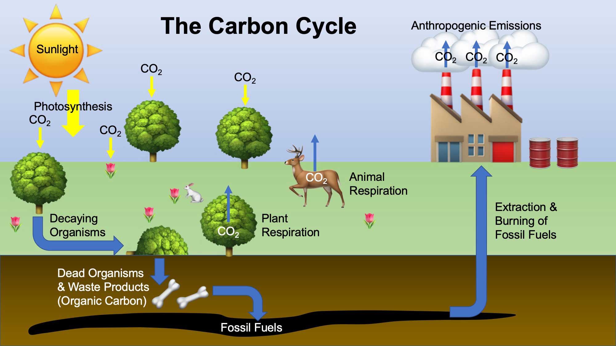 Diagram showing a very simplified view of the carbon cycle.
