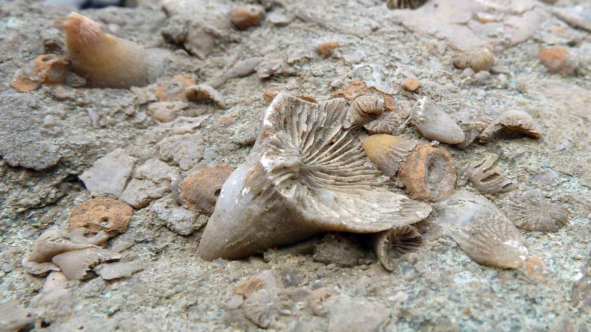 Photograph of some rugose coral fossils.