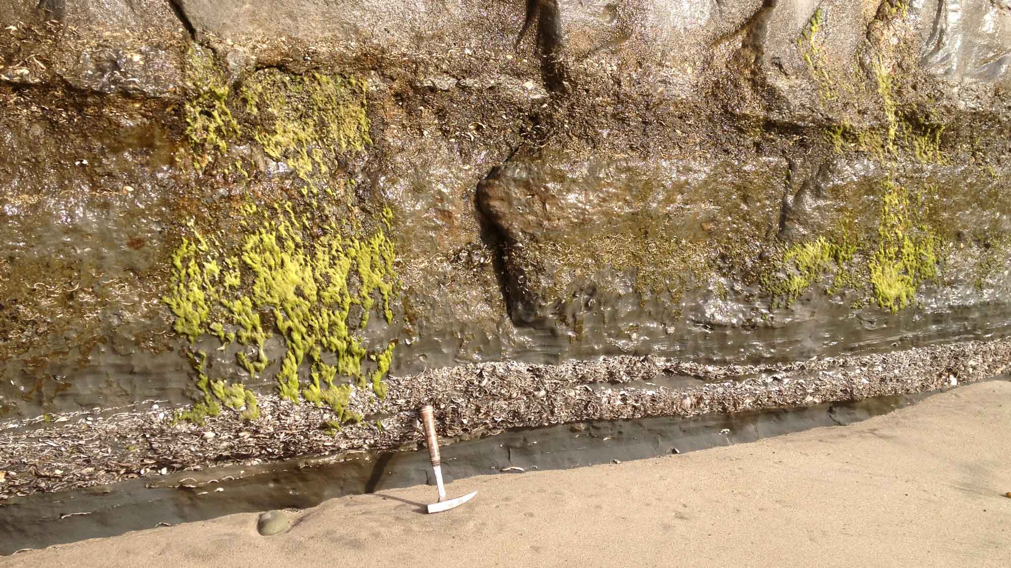 Photograph of fossiliferous strata of the Purisima Formation exposed at Capitola Beach, Capitola, California.