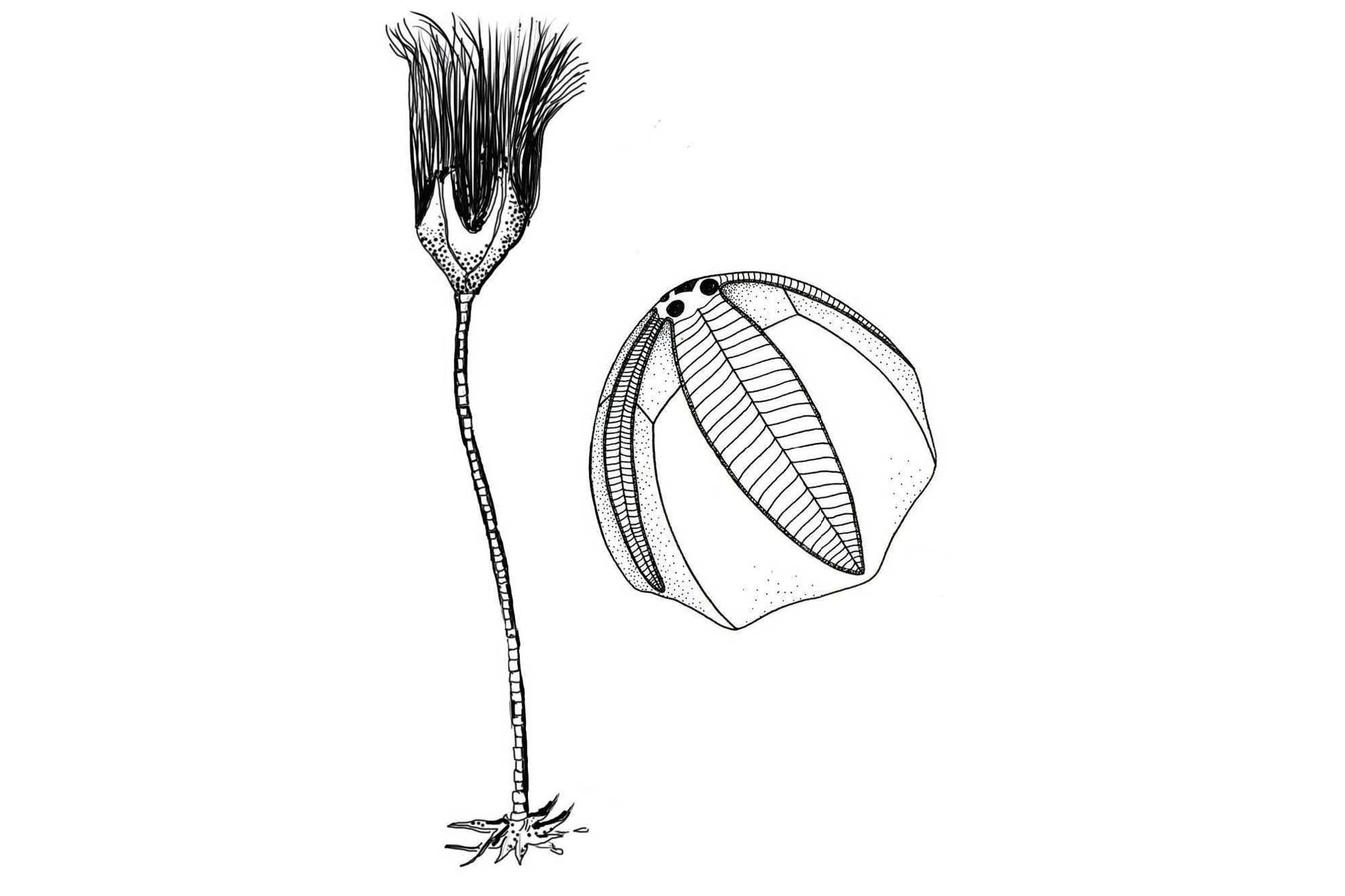 Drawings of a blastoid. The left drawing shows the whole organism in life position, the right drawing shows a detail of a calyx.