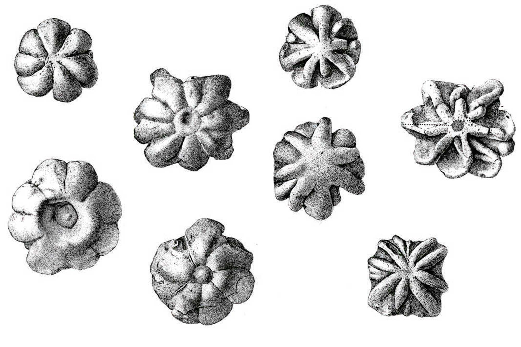 Drawings of star cobbles, genus Brooksella, from an 1898 monograph by Walcott.