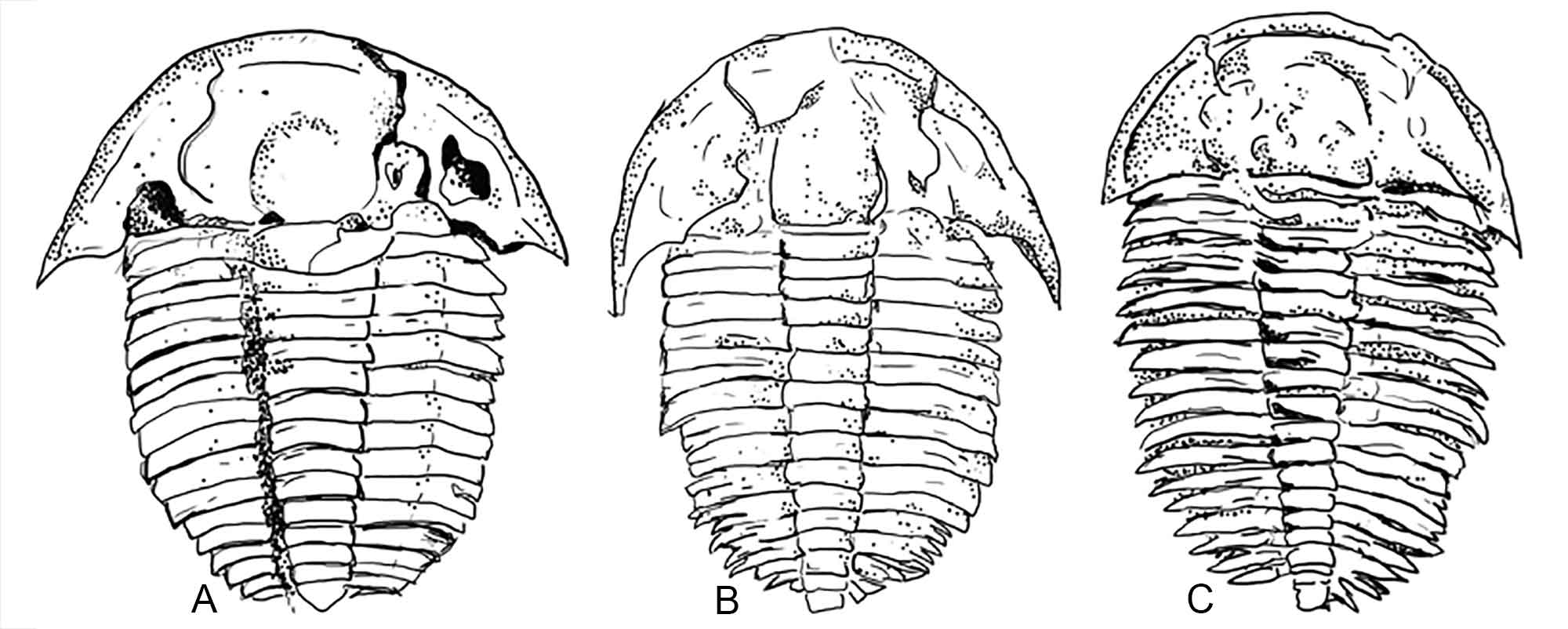 Drawings of three trilobites. Left to right: Elrathia antiquata, Aphelaspis brachyphasis, and Modocia sp.