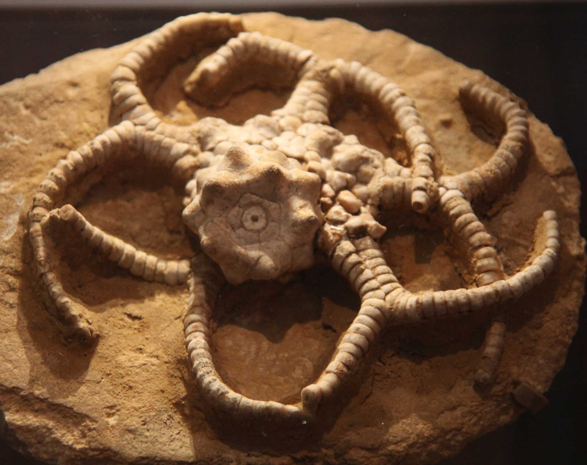 Photograph of a crinoid from the Mississippi Period of Kentucky.