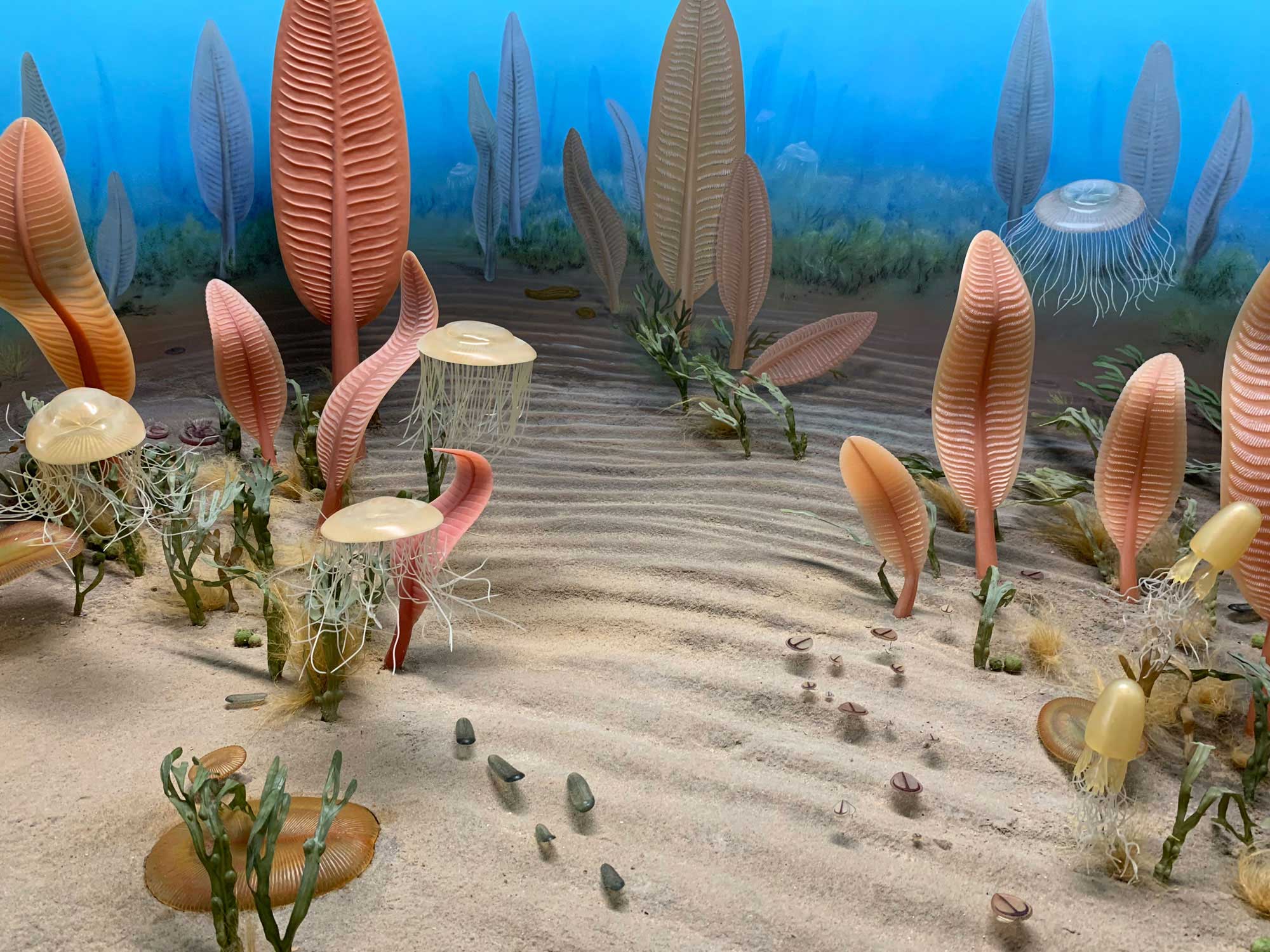 Precambrian Plants Names Precambrian Plants Names