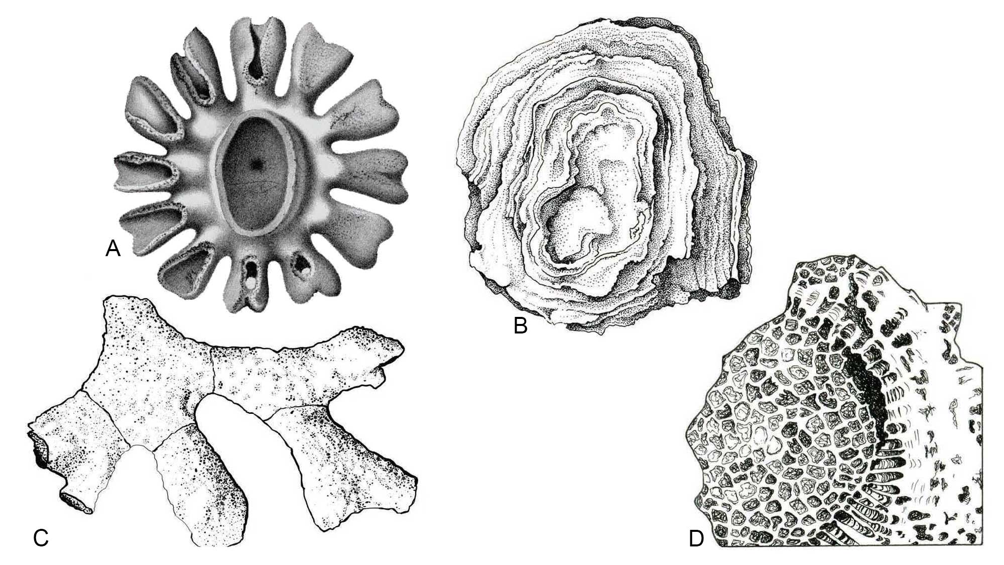 Drawings of Ordovician organisms, including a sponge, a stromatoporoid sponge, a bryozoan, and a tabulate coral.