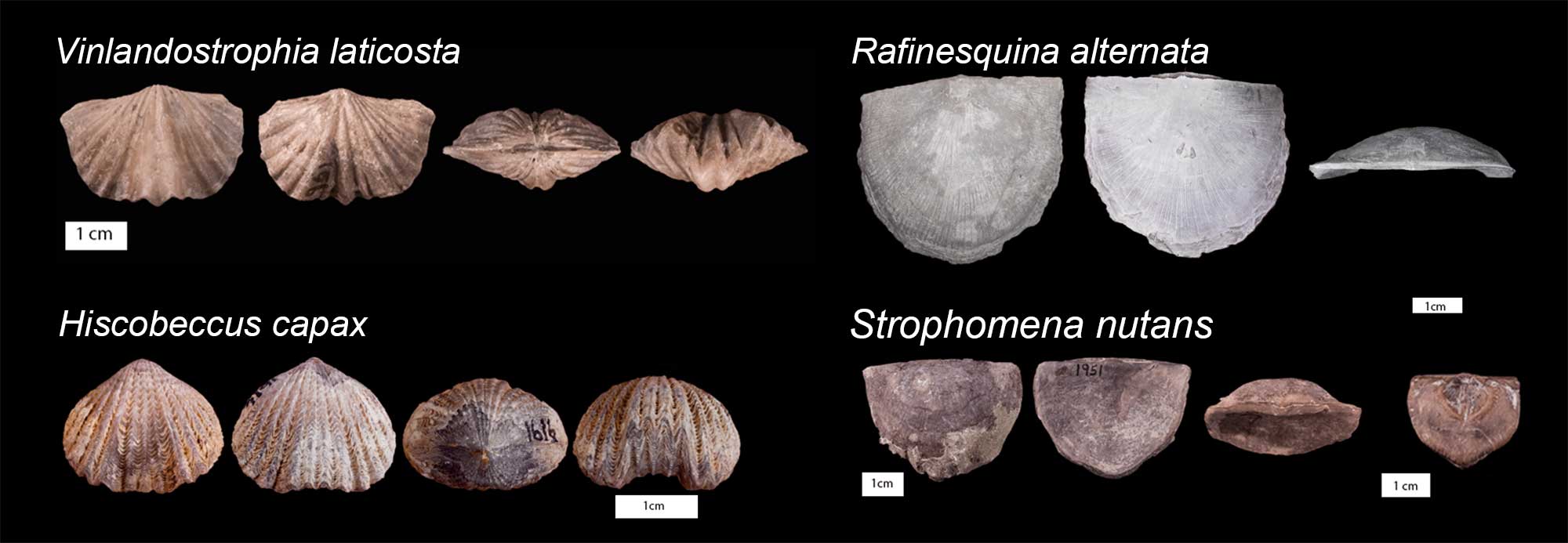 Photographs of 4 species of Ordovician brachiopods  from Kentucky and Indiana, each shown in several views.