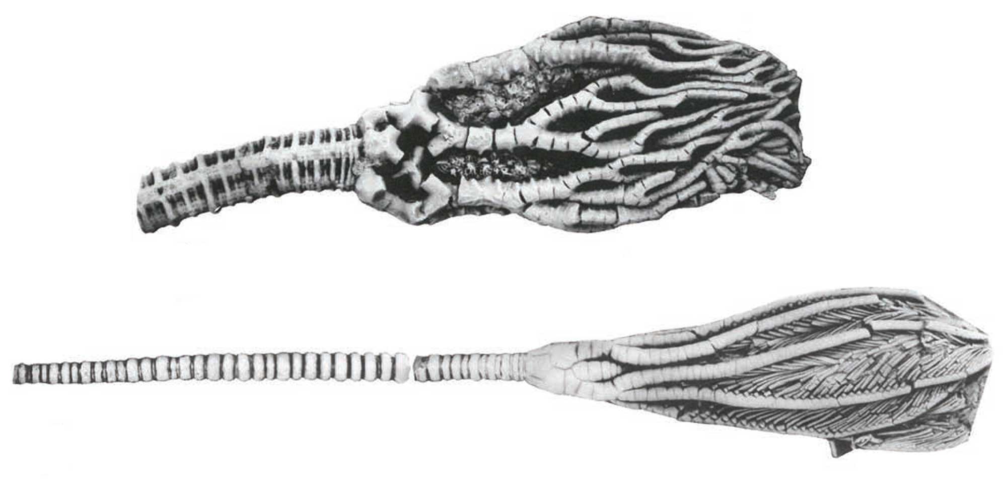 Image showing photographs of two Ordovician crinoids from Tennessee. The calyx, arms, and a portion of the stem of each specimen is illustrated.