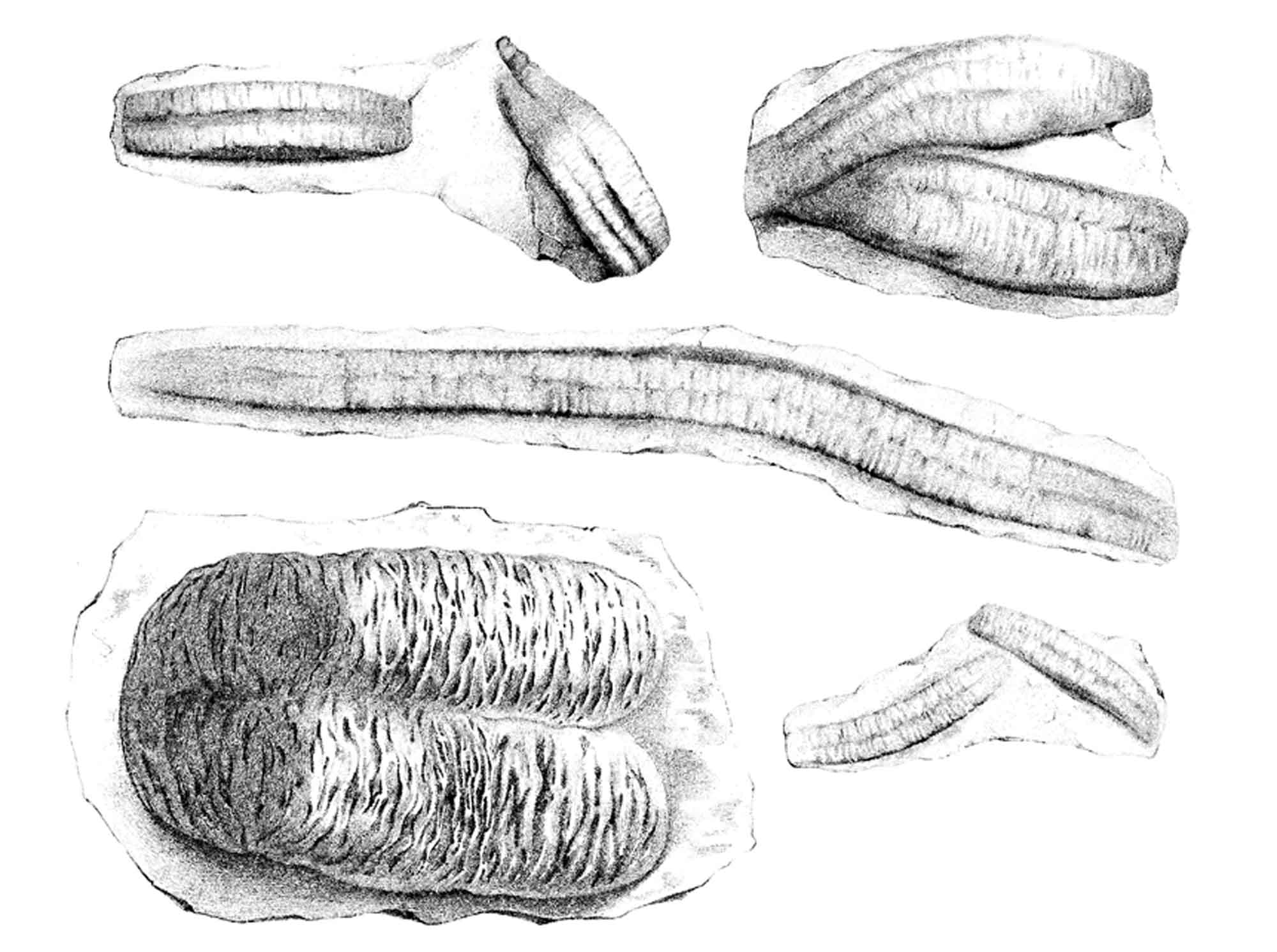 Drawings of trace fossils associated with trilobites from Palaeontology of New York volume 2, published 1852.