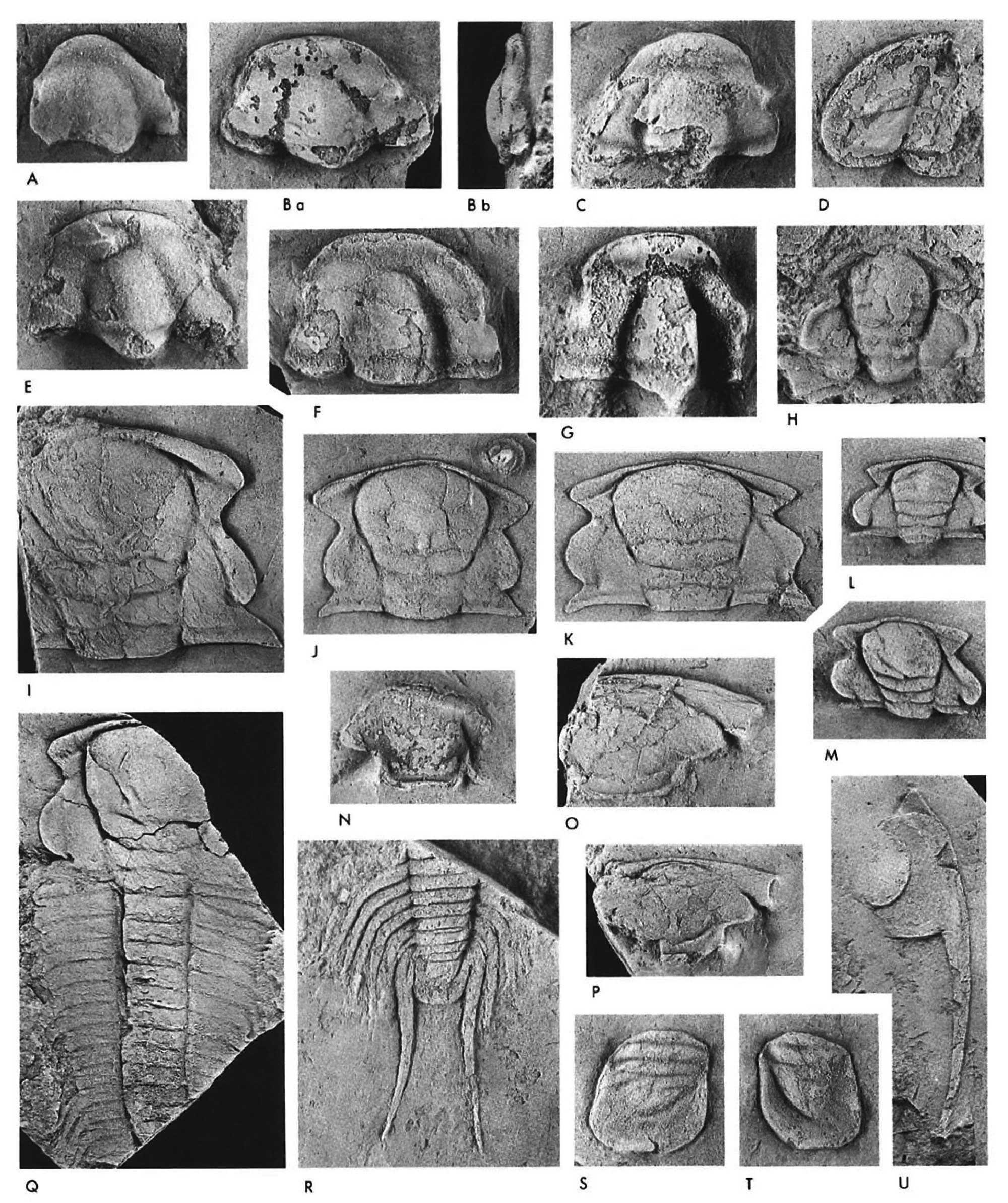 Plate of photographs of Cambrian trilobites from the Ashbill Pond Formation of the Carolina slate belt.