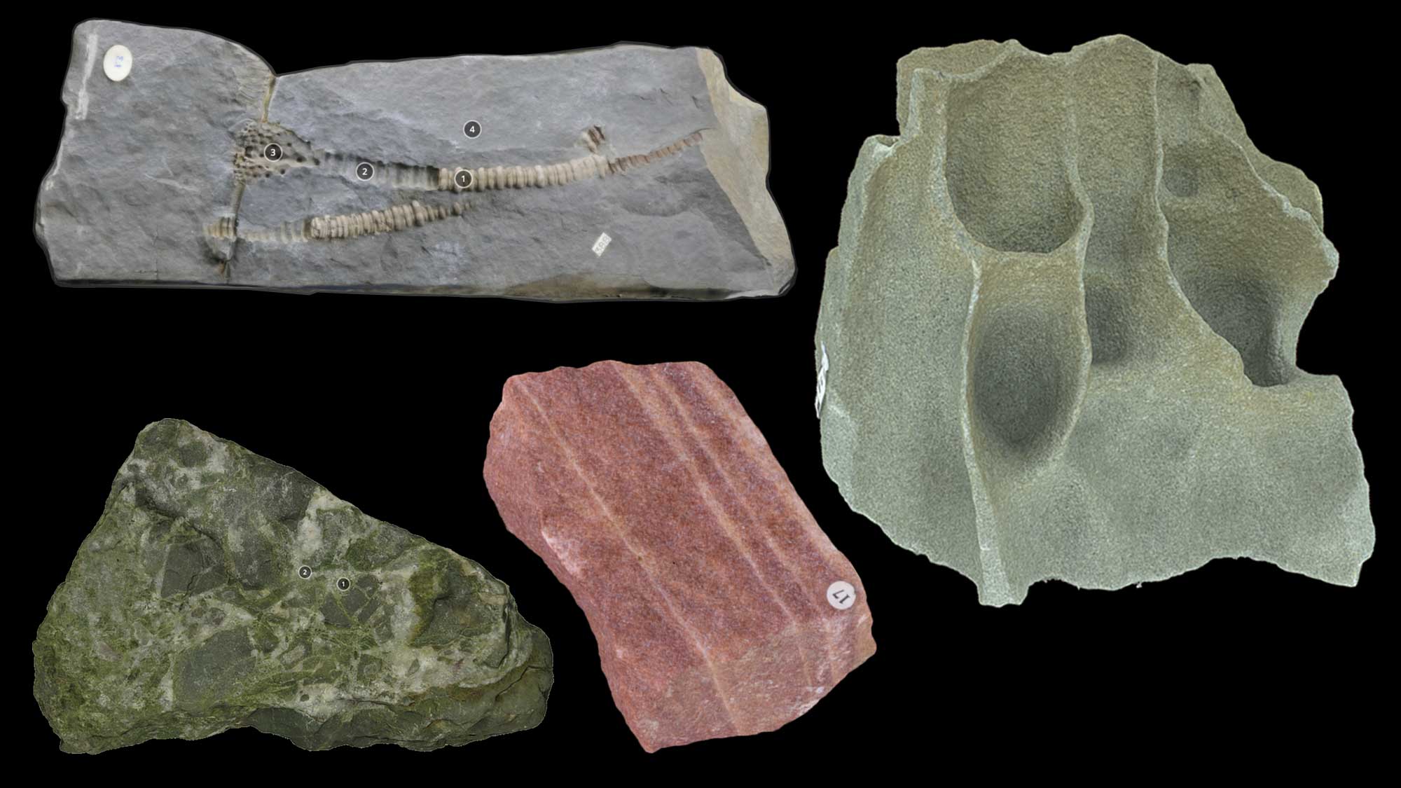 Image of various types of siliciclastic sedimentary rocks.