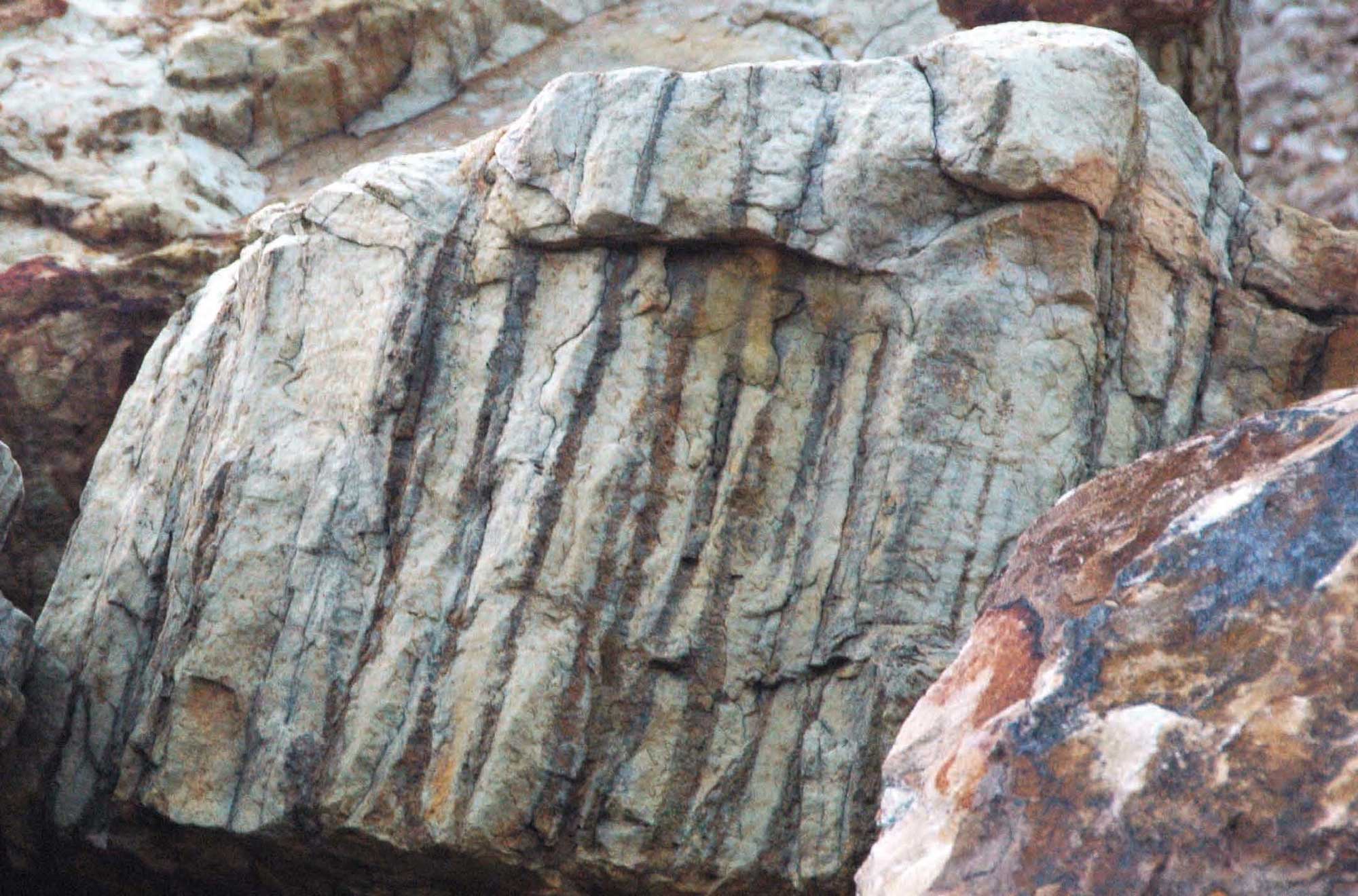 Color photograph of Skolithos burrows from the Silurian of Tennessee. Image shows a beige rock with slanting, vertical, dark streaks.