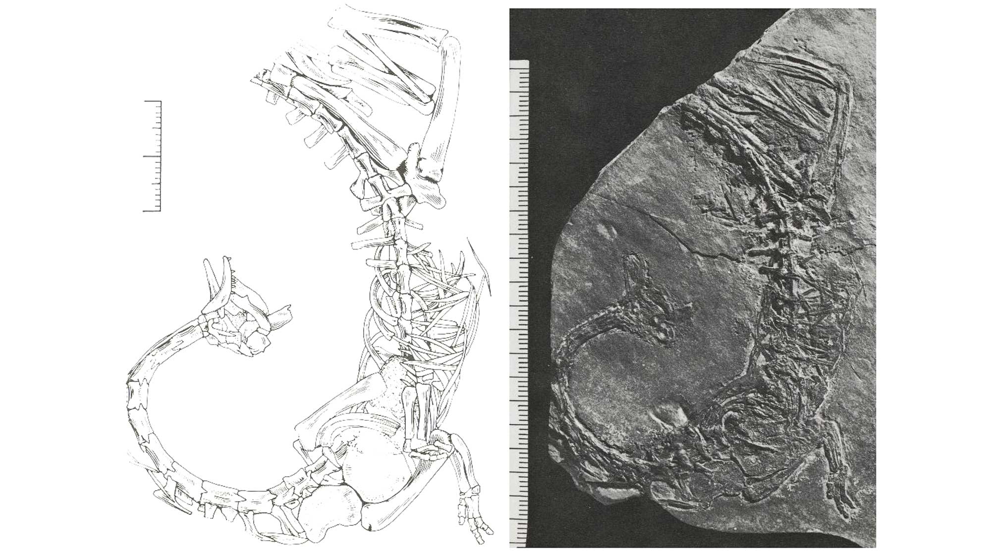 2-Panel figure of Tanytrachelos ahynis, a Late Triassic reptile from Virginia and North Carolina.