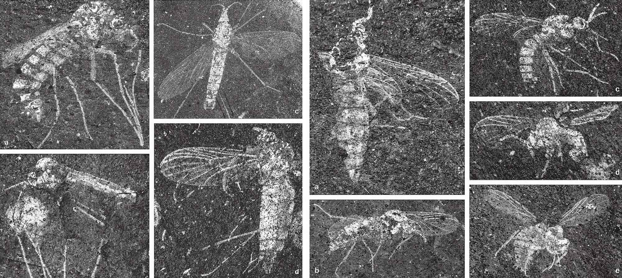 Portions of two figures showing fossil insects from the Triassic Solite Quarry in Virginia.