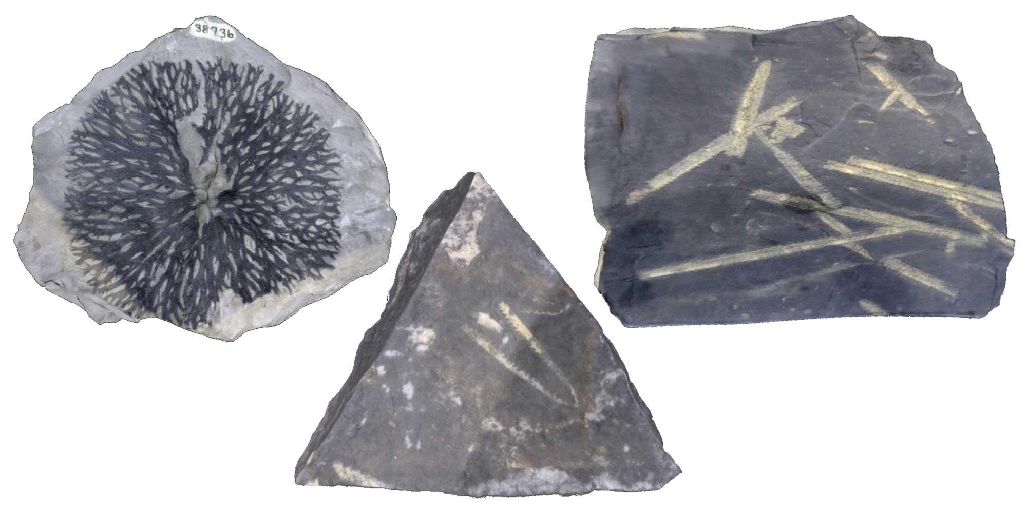 Quick Guide To Common Fossils Earth Home