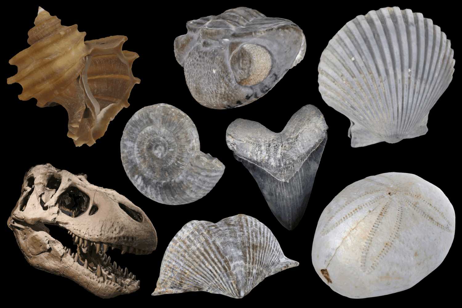 Image showing a variety of 3D models of different types of fossils.
