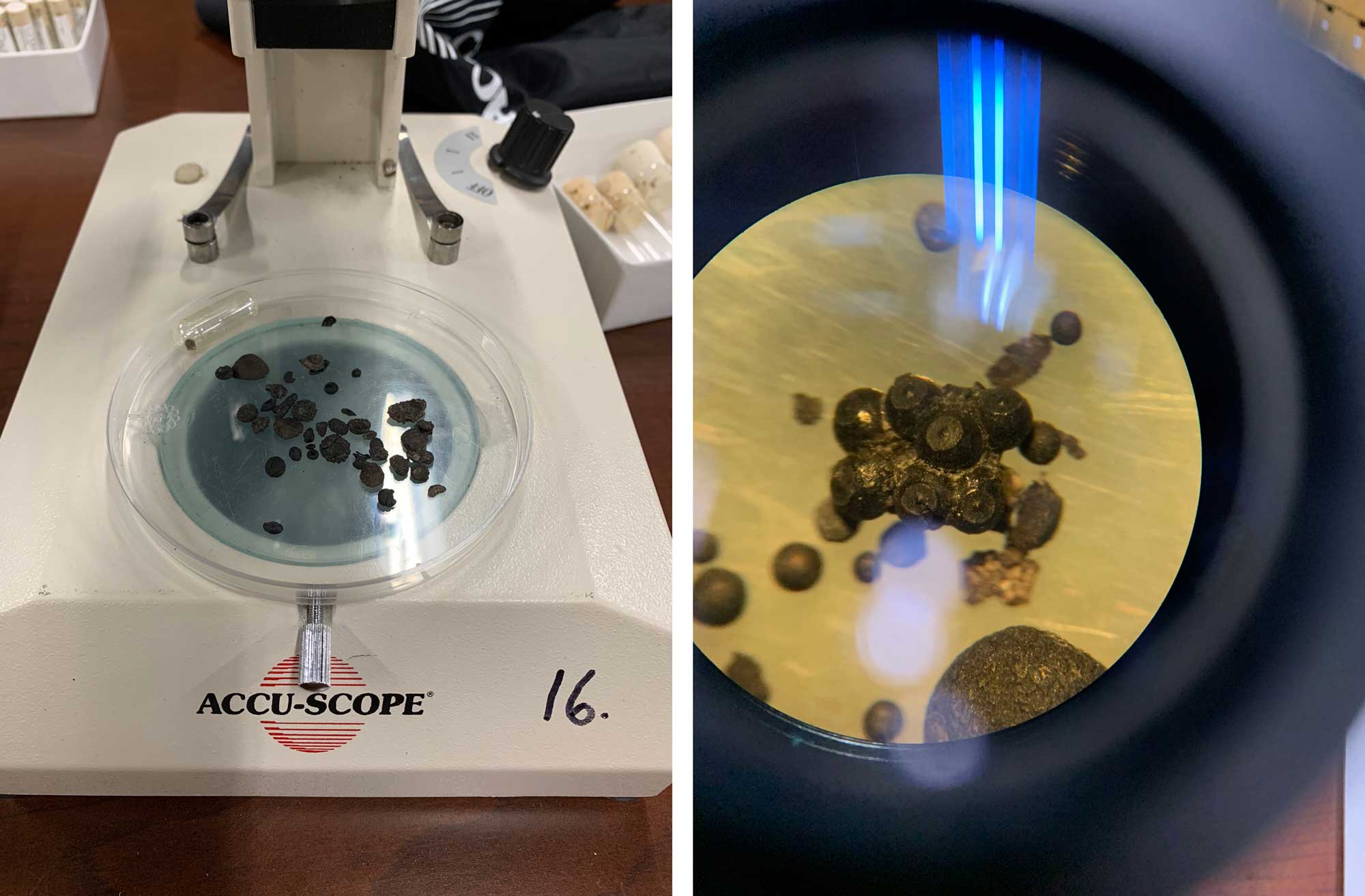 2-Panel figure. Panel 1: Photograph of plant fossils in a petri dish on the stage of a dissecting microscope. Panel 2: Image of a plant fossil taken through the eyepiece of a dissecting microscope.