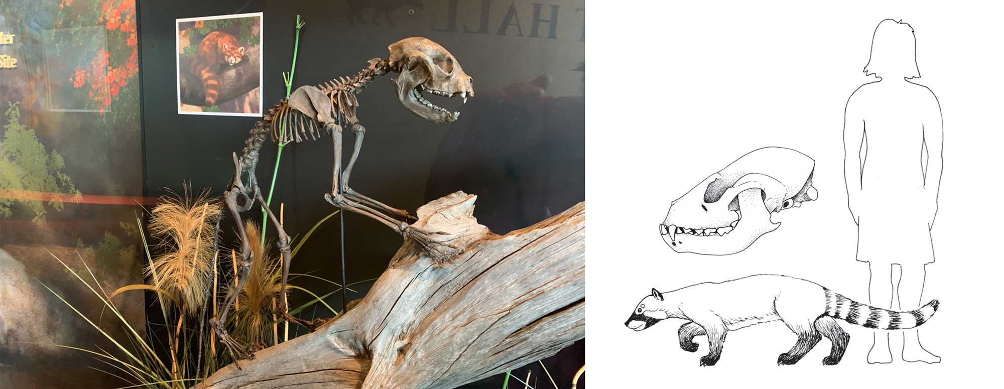 2-Panel figure. Panel 1. Photograph of a skeleton of Pristinailurus bristoli, an extinct red panda. Panel 2. Drawing of a reconstruction of Pristinailurus showing its scale next to a human (about knee-high) under a drawing of a Pristinailurus skull.