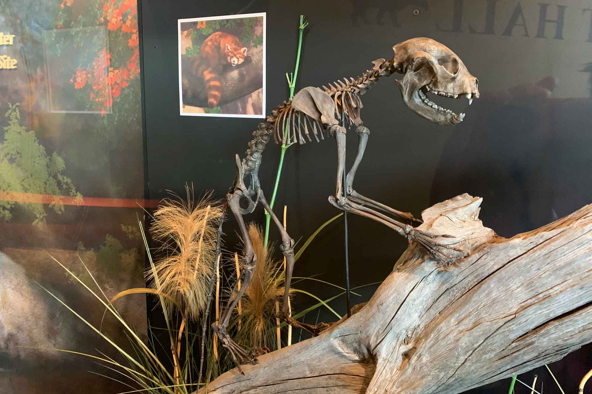 Photograph of a Red Panda fossil on display at Gray Fossil Site in Tennessee.