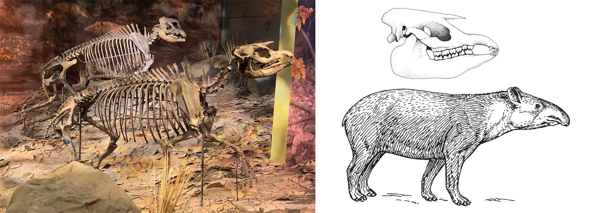 2-Panel figure of Gray Fossil Site tapirs. Panel 1. Photograph of tapir skeletons on display at Gray Fossil Site. Panel 2. Drawing showing a reconstruction of a living tapir underneath a tapir skull.