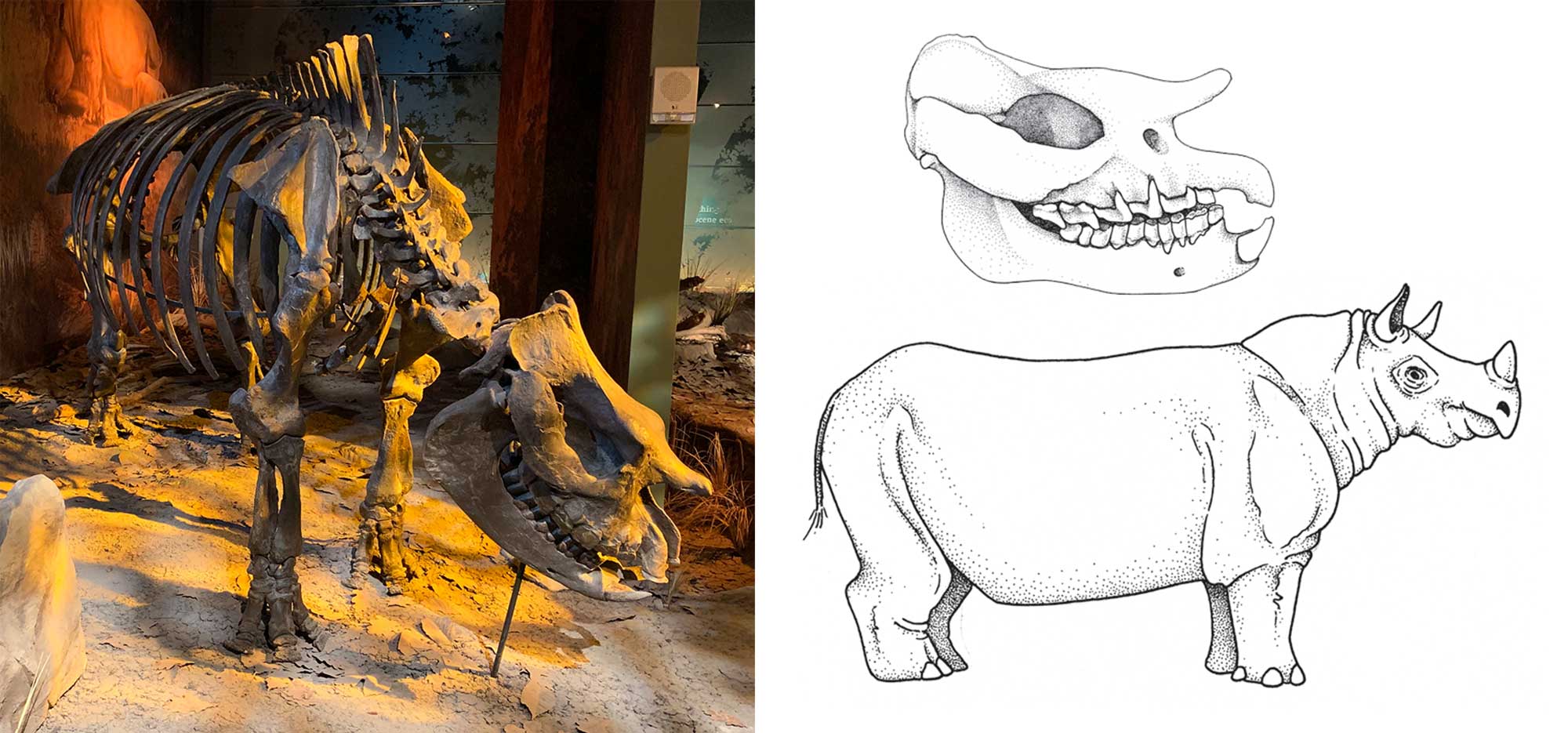 2-Panel figure. Panel 1. Photograph the the skeleton of the North American rhino Teleoceras on display. Panel 2. Drawing showing a reconstruction of Teleoceras underneath a drawing of a Teleoceras skull.