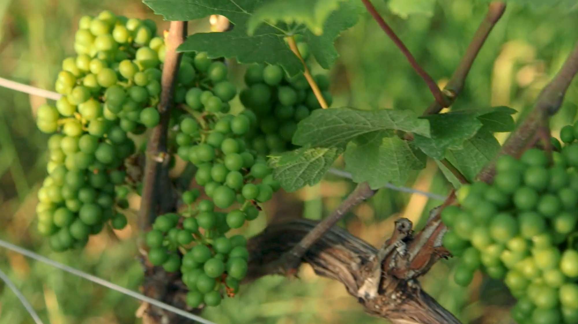 Photograph of green grapes growing on a vine.