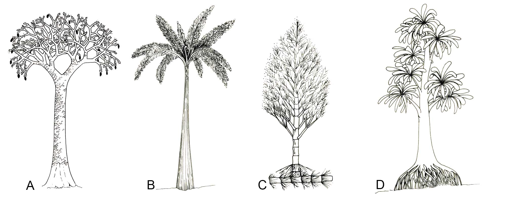 Four drawings showing reconstructions of Paleozoic trees. From left to right: Lepidodendron, a tree fern, the giant horsetail calamites, and cordaites, a plant related to conifers.
