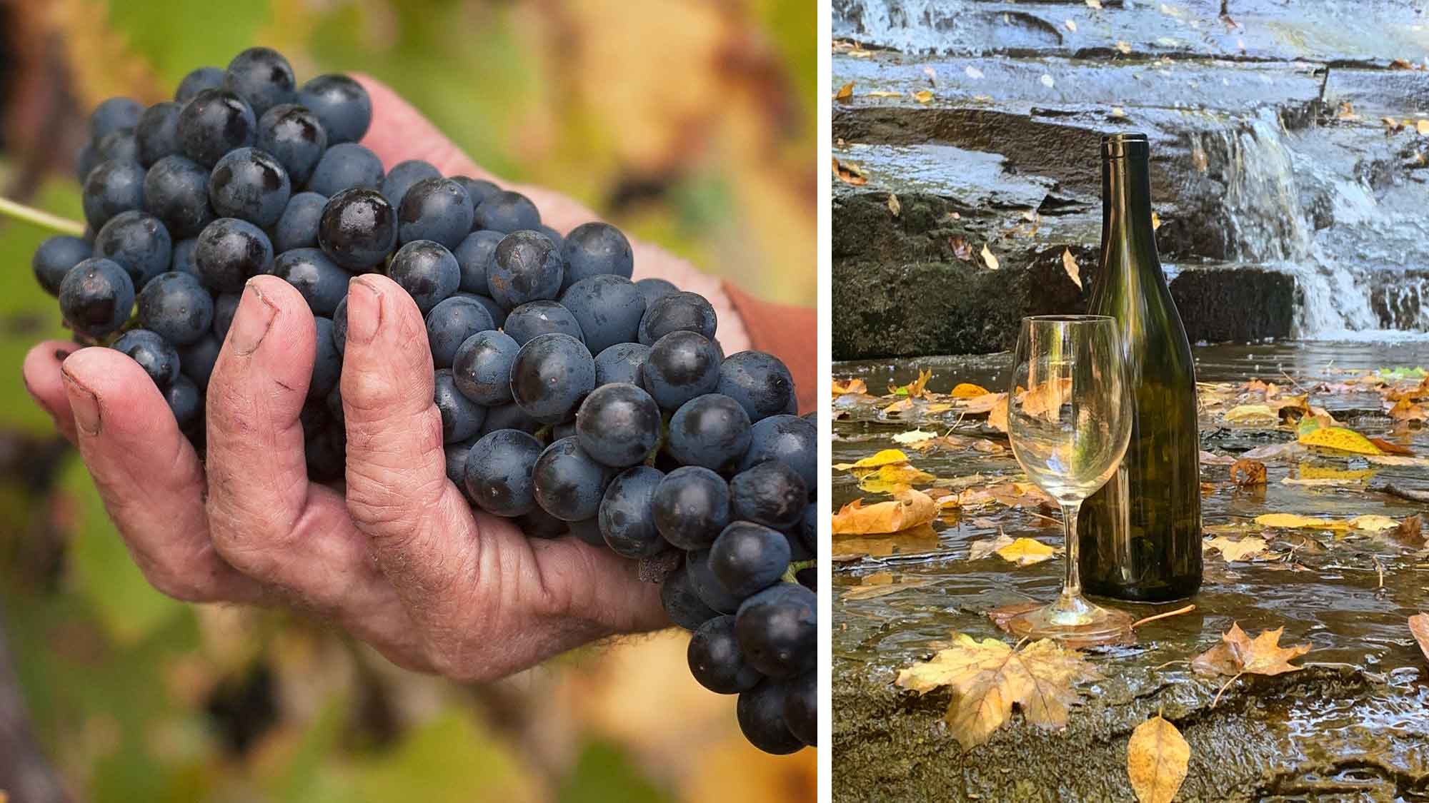 Photographs of a hand holding wine grapes and a bottle of wine and wine glass in front of a waterfall.