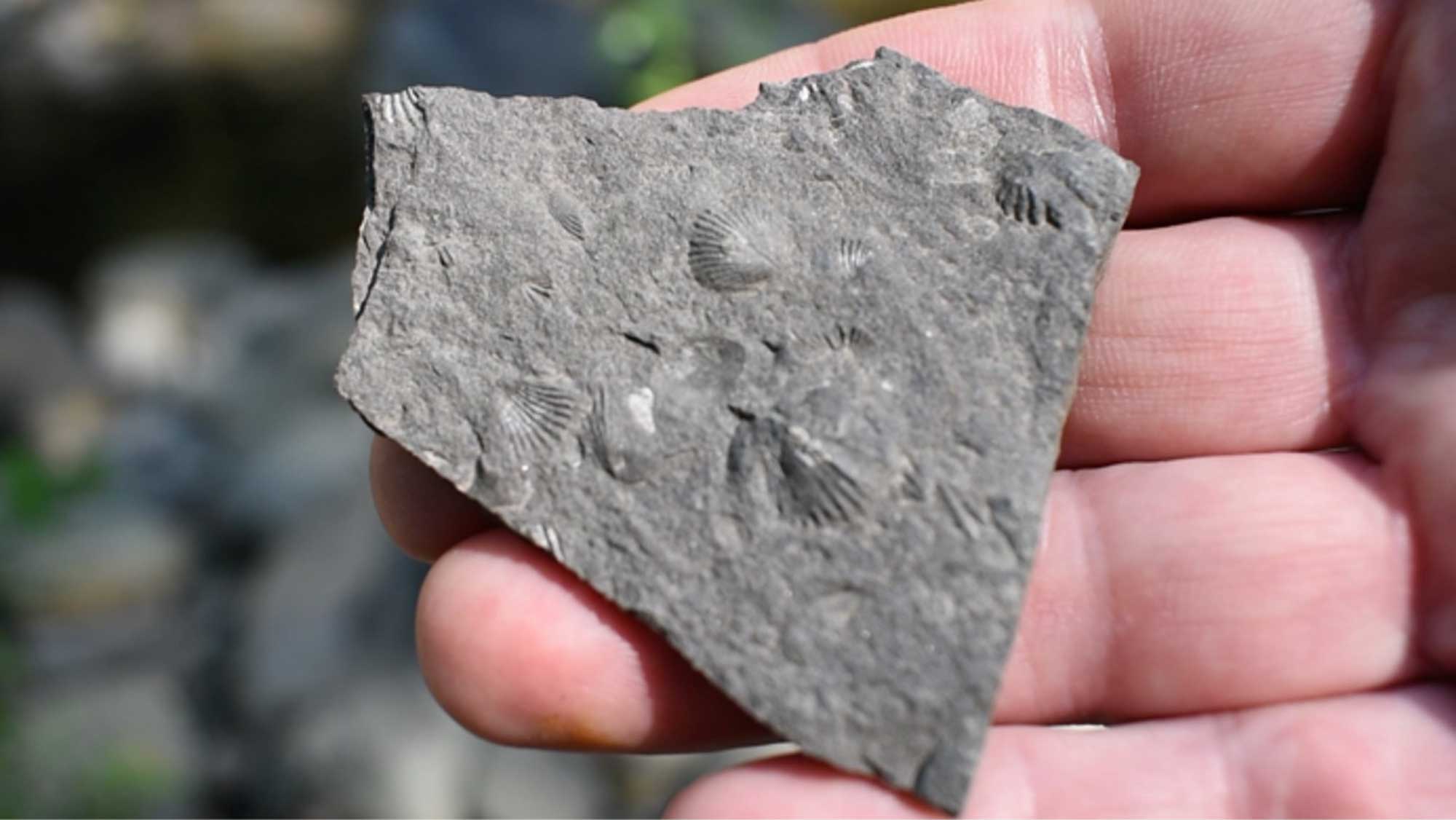 Photograph of a rock sample with brachiopod fossils.