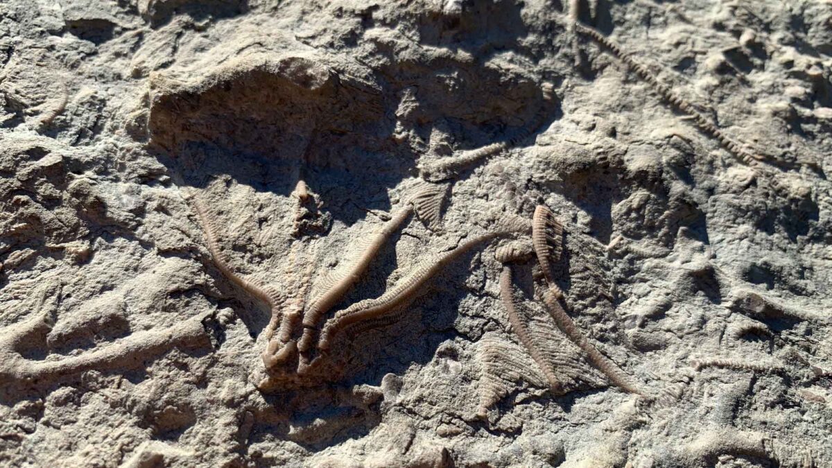 Photograph of a fossil crinoid and associated fossils.