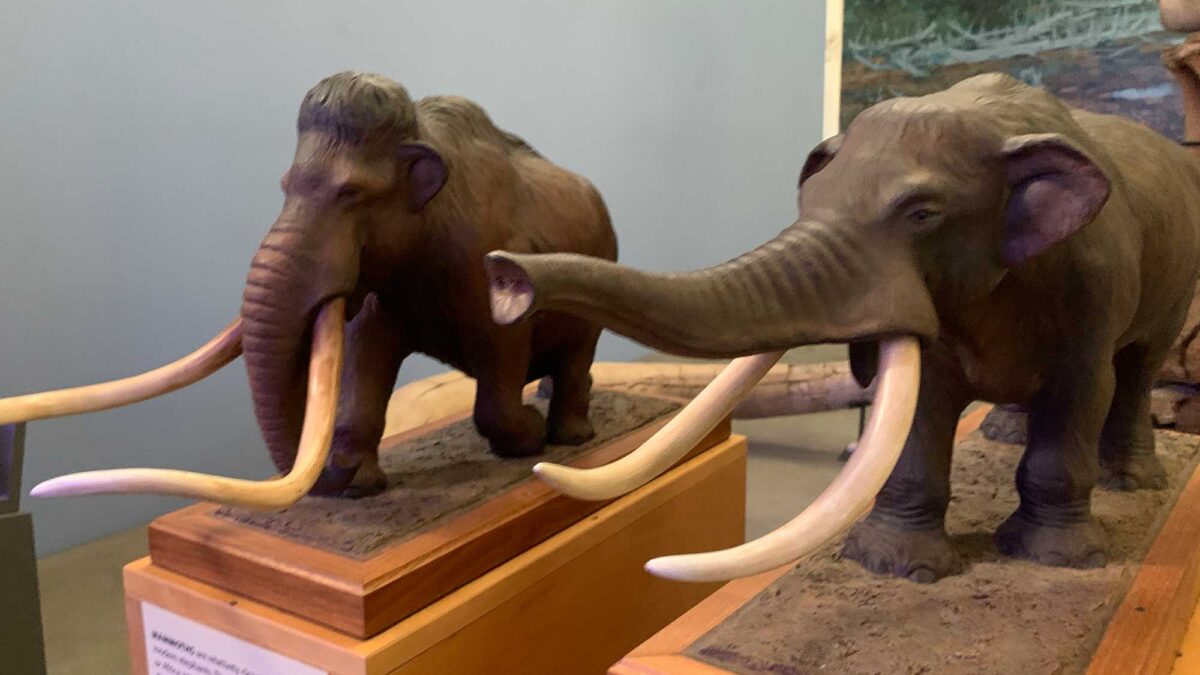 Mammoth vs Mastodon: What is the Difference? — Earth@Home