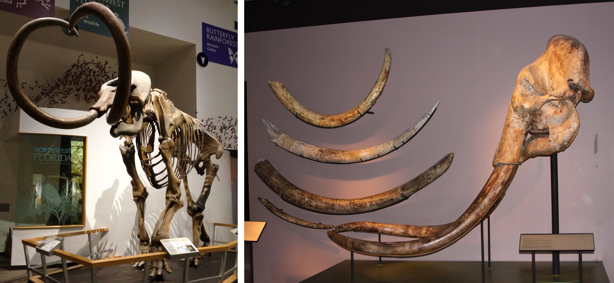 Two photographs showing a full skeleton and a skull of a mammoth.