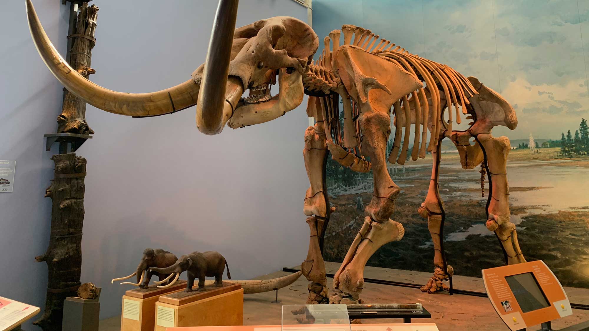 Photograph of the Hyde Park mastodon.