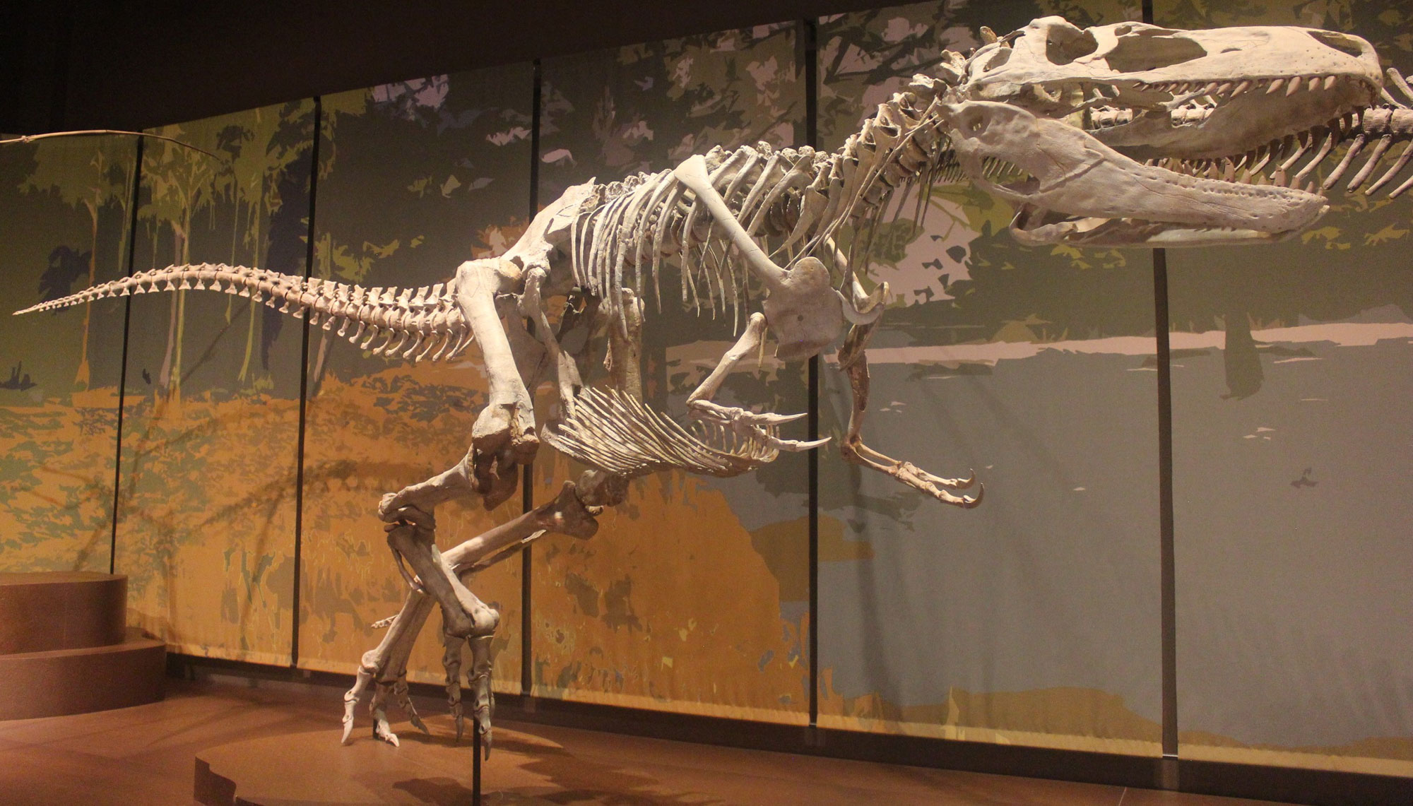 Photograph of a reconstructed Appalachiosaurus skeleton on display in a museum.