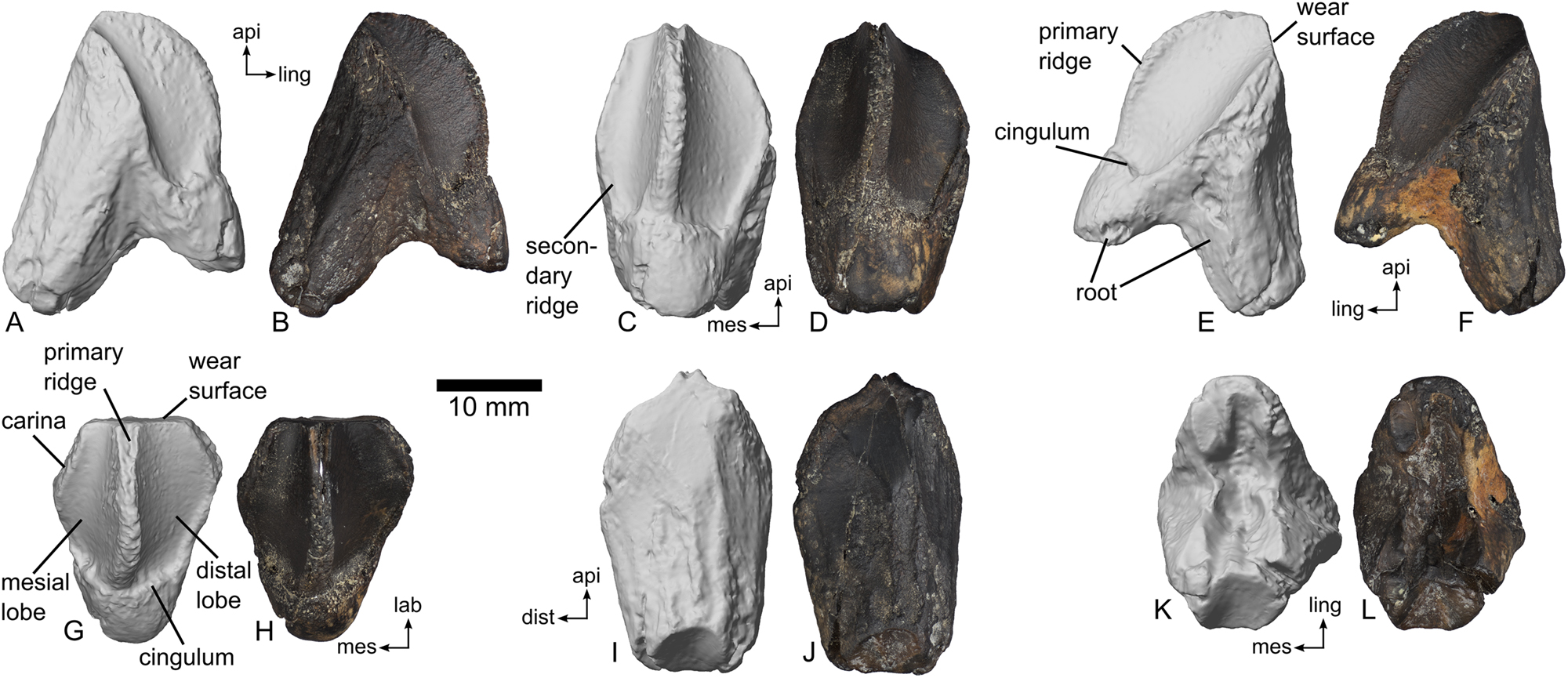 Six views of a single tooth of a ceratopsid dinosaur, a type of plant-eating horned dinosaur, from the Cretaceous of Mississippi. Each view is shown as a color photo and a grayscale model.