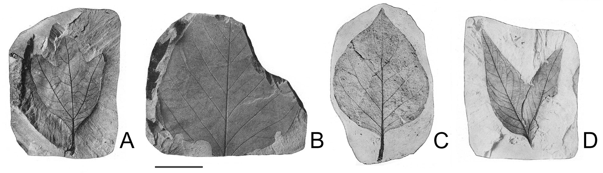 Grayscale photos of four Cretaceous leaf fossils from a 1919 monograph by E.W. Berry.
