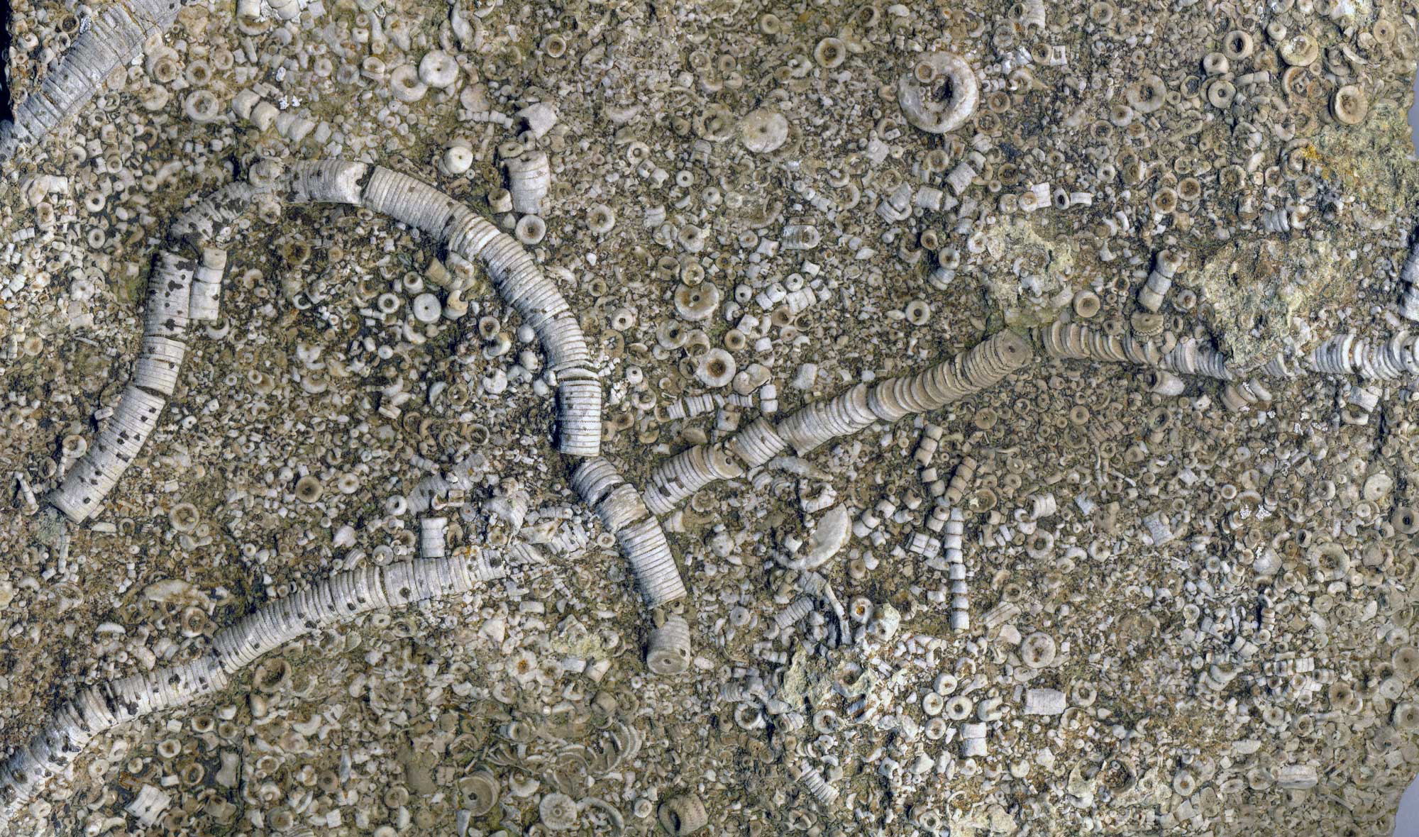 Photograph of crinoidal limestone showing crinoid stems and stem fragments.