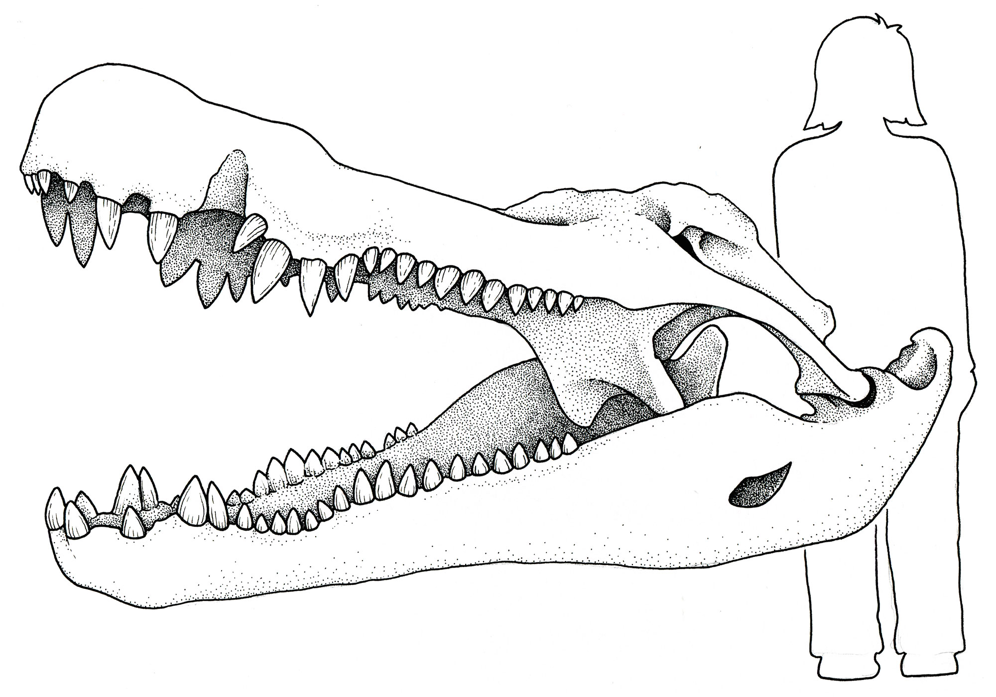 Drawing of the skull of Deinosuchus next to the outline of an adult human. The skull is longer than the human is tall.