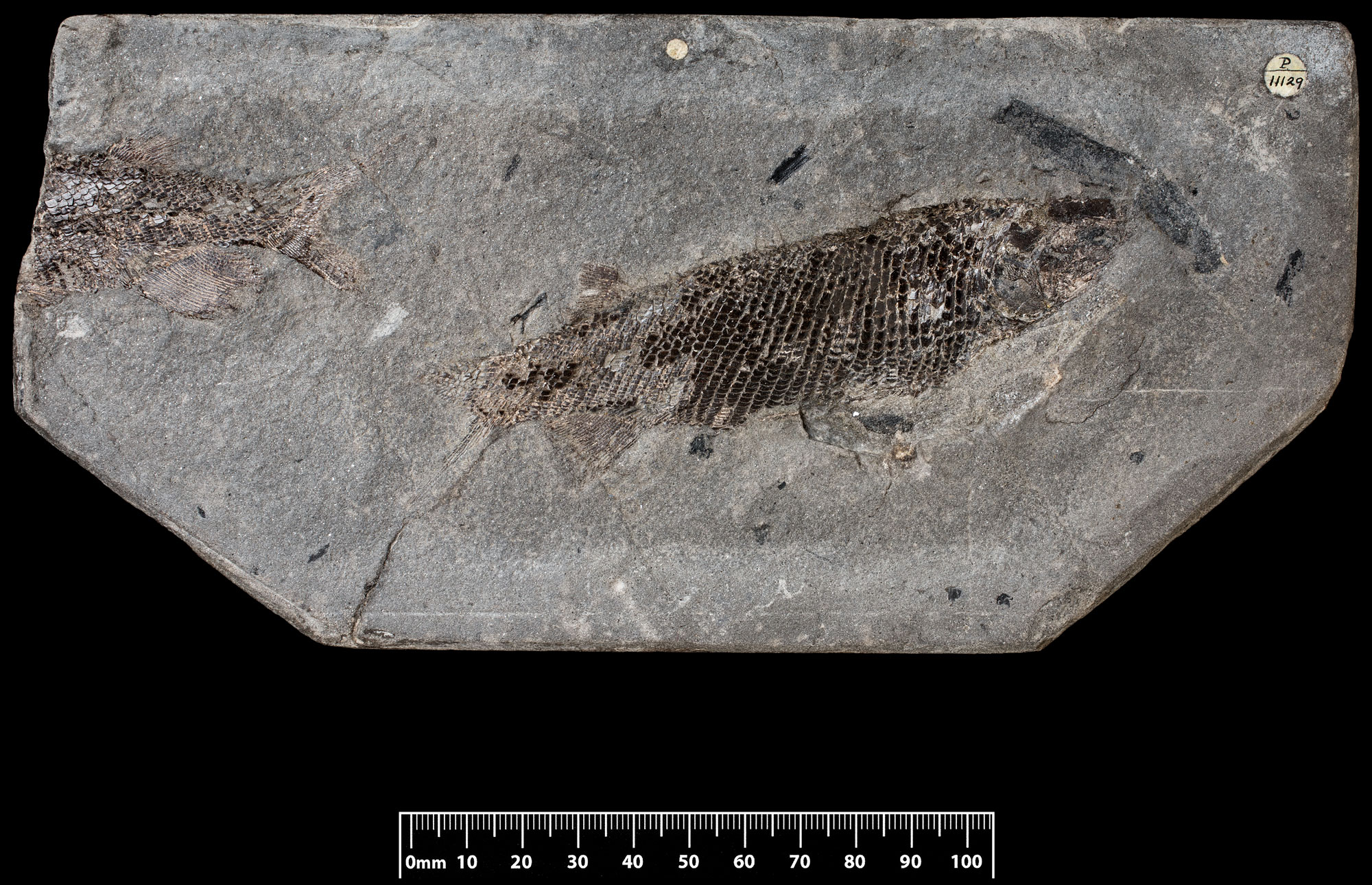 Photo of a fossils of a rock from the Triassic of Virginia showing one nearly complete fish and the tail end of a second fish.