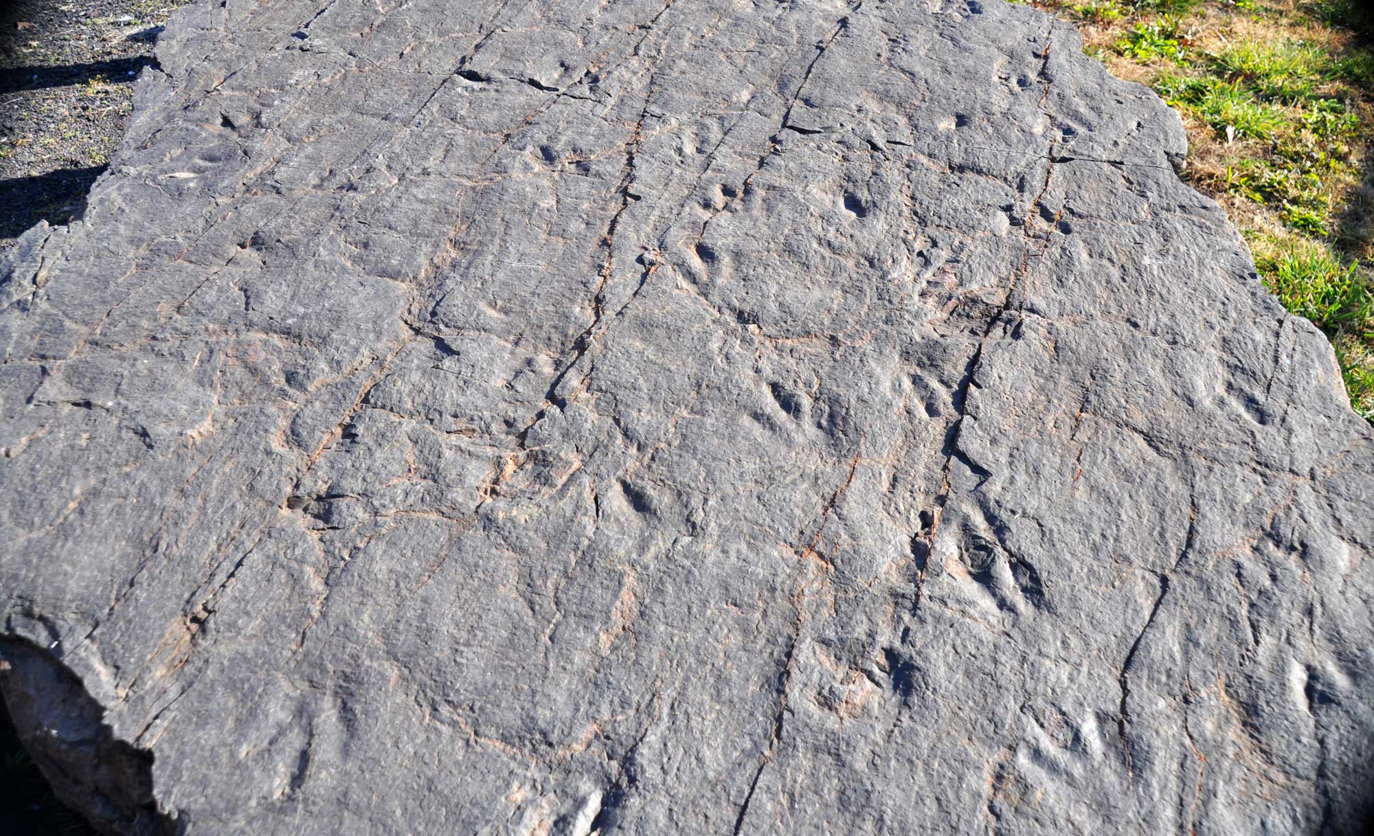 Photo of a large rock slab with three-toed dinosaur footprints pointed in various directions.
