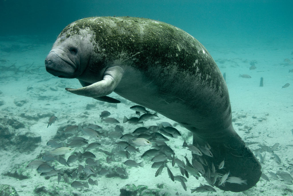 Underwater photograph of a manatee in Florida.