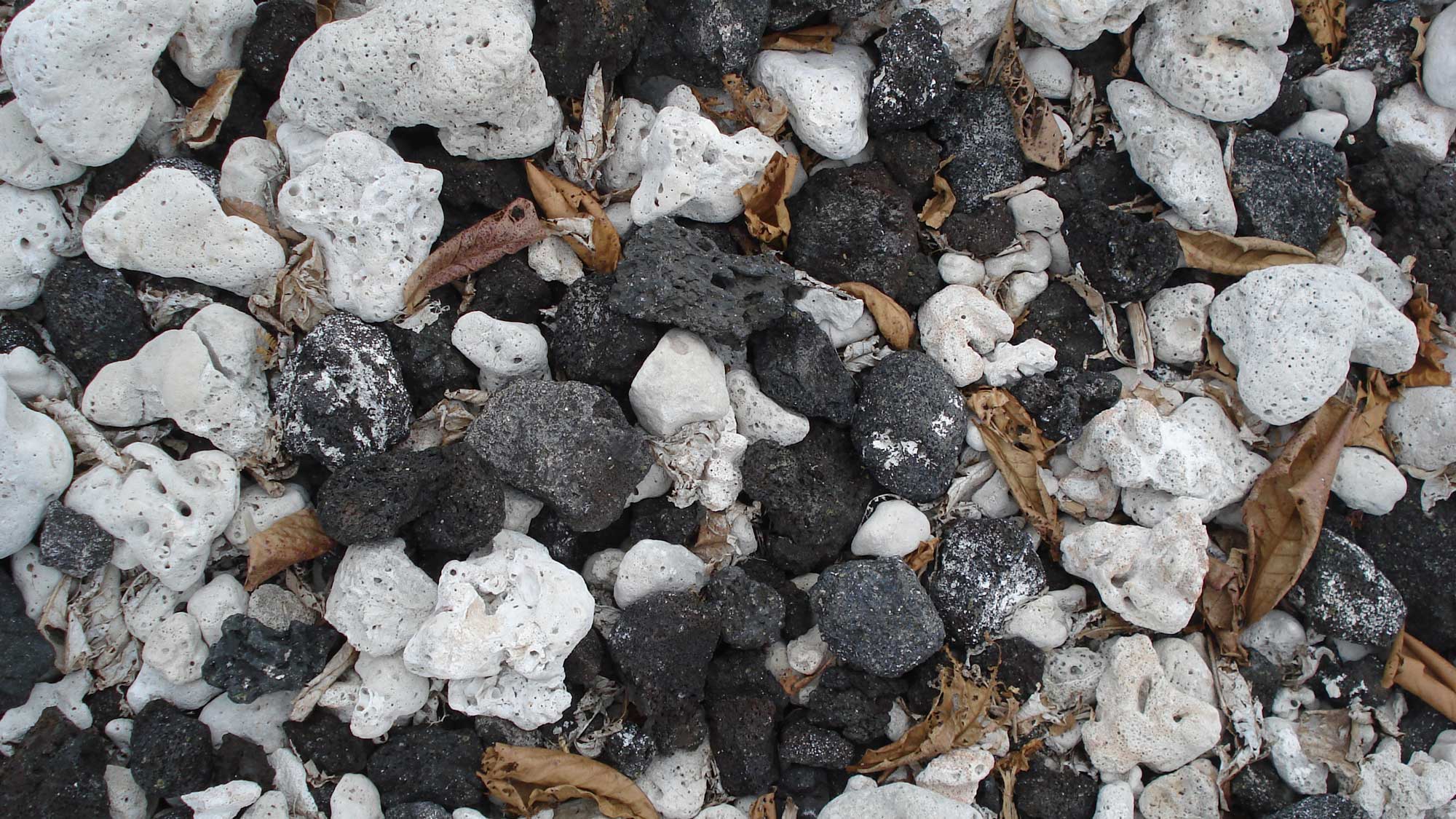 Photograph of rocks in Hawaii, including pieces of black basalt and white limestone made by corals.