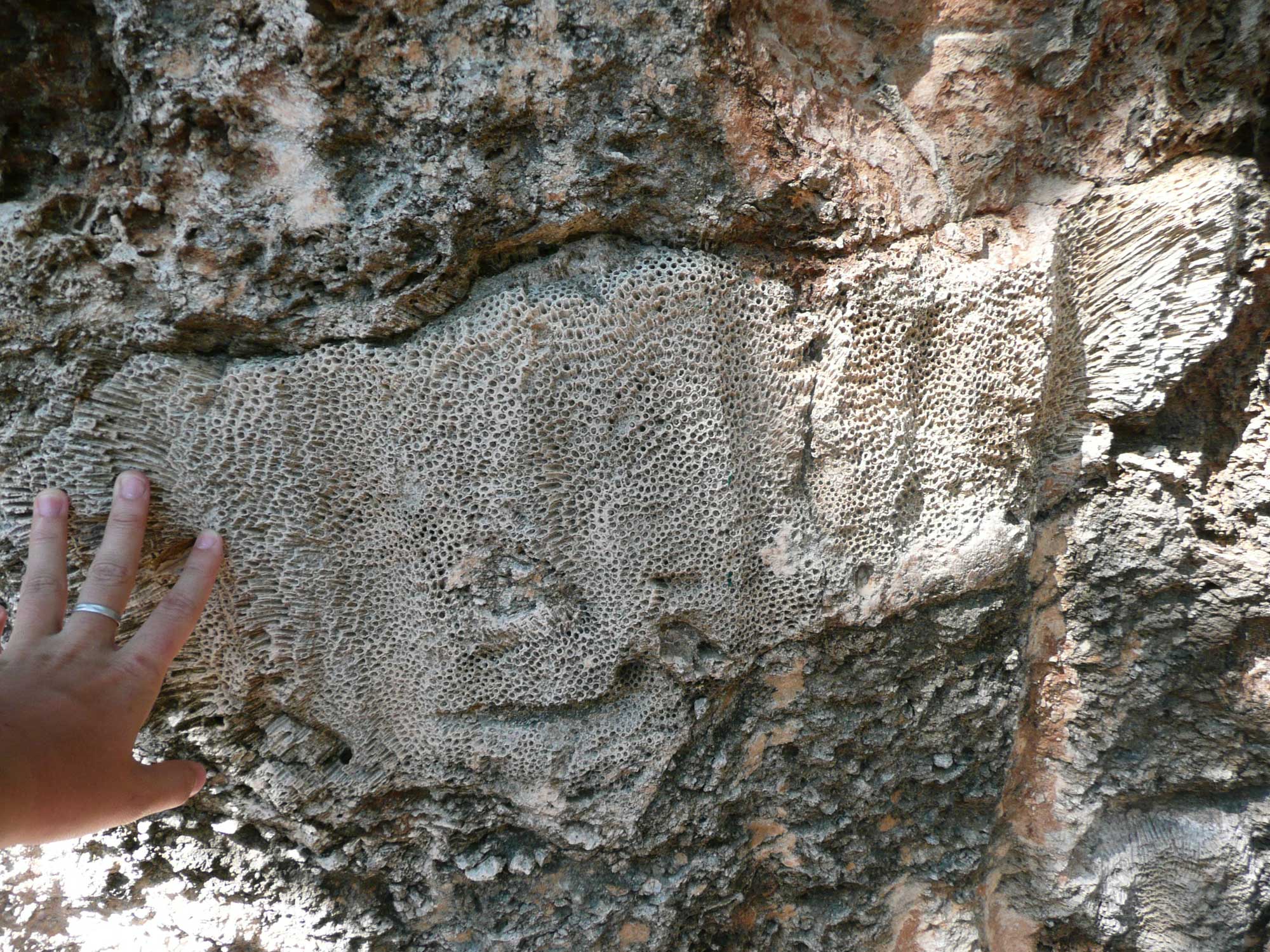 Photograph of a large piece of coral embedded in limestone in the Pleistocene of the Florida Keys. A person's hand gives a sense of scale.