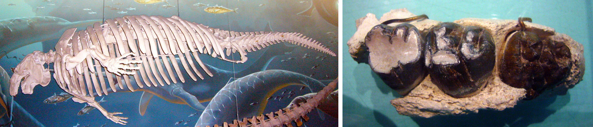 2-Panel image showing photos of a fossil dugong. Panel 1: Complete skeleton on display at the US National Museum. Panel 2. Portion of jaw showing three teeth.