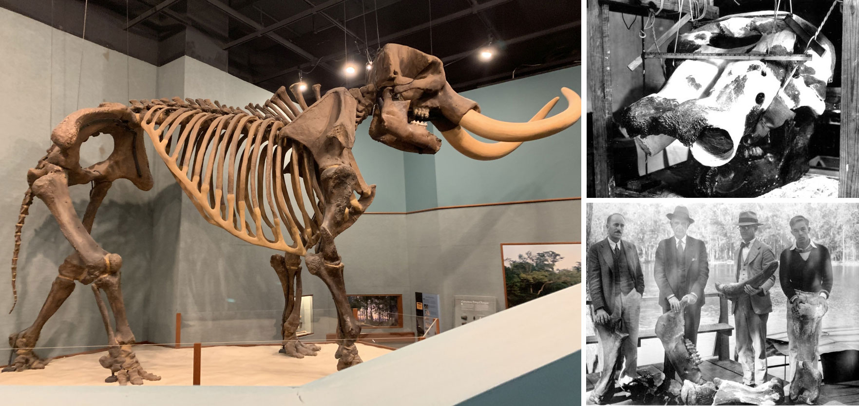 3-Panel figure of mastodons. Panel 1. Herman the mastodon on display in Tallahassee, Florida. Panel 2: Historical image of a mastodon skull from Wakulla Springs, Florida. Panel 3: Historical image of a group of men with mastodon fossils from Wakulla Springs in the 1930s.
