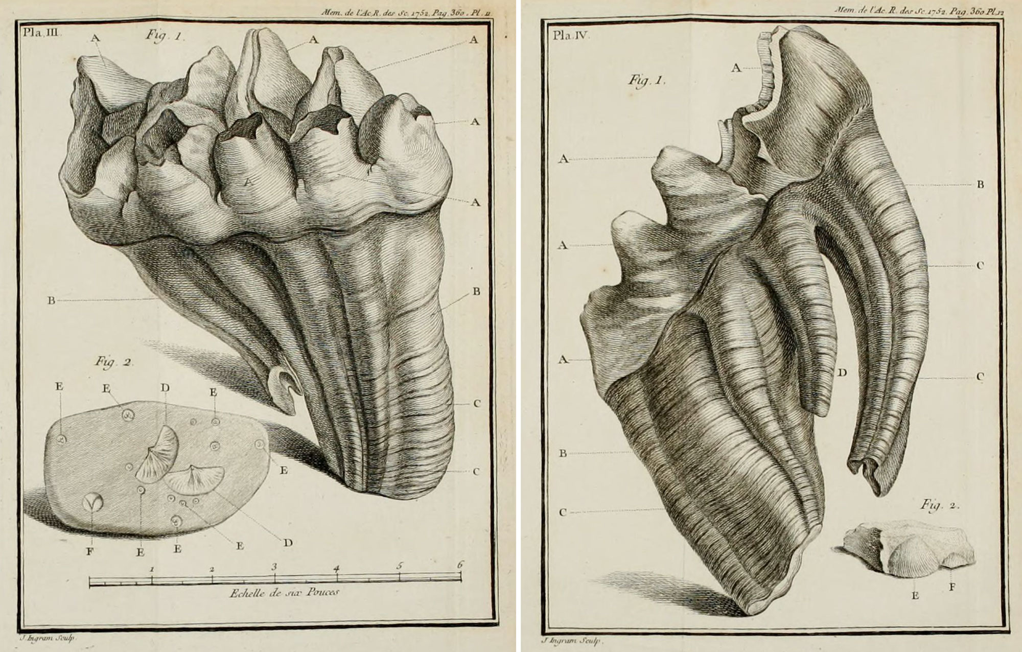 2-Panel figure showing two plates illustrating a mastodon molar from Big Bone Lick. The plates were published in 1756.