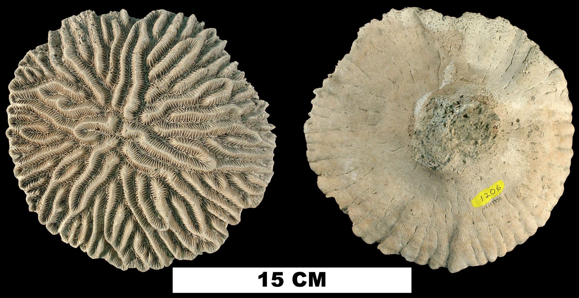 Photo showing two views of a brain coral specimen, one from the top and one from the bottom.