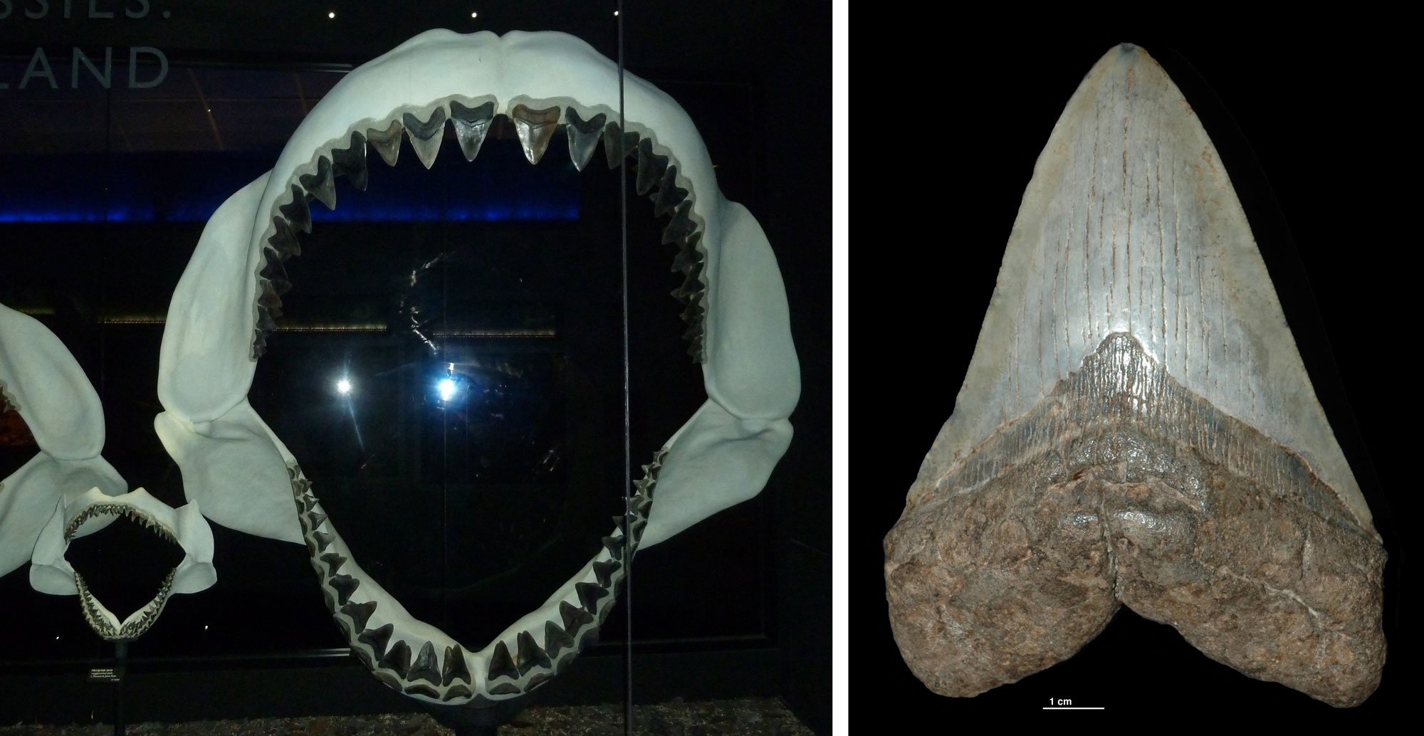 2-Panel figure of megalodon fossils. Panel 1: Reconstruction of jaws with teeth on display at the Florida Museum of Natural History. Panel 2: A single tooth from South Carolina.