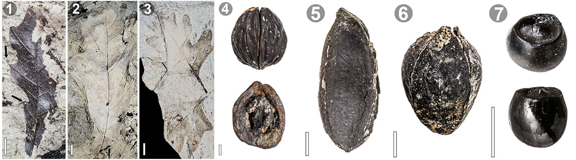 Photographic figure of fossils from the Miocene Hattiesburg flora of Mississippi. Images 1 to 3 show fossil oak leaves. Image 4 is a walnut. Images 5 and 5 are hickory nuts. Image 7 is two views of a hong teng seed.