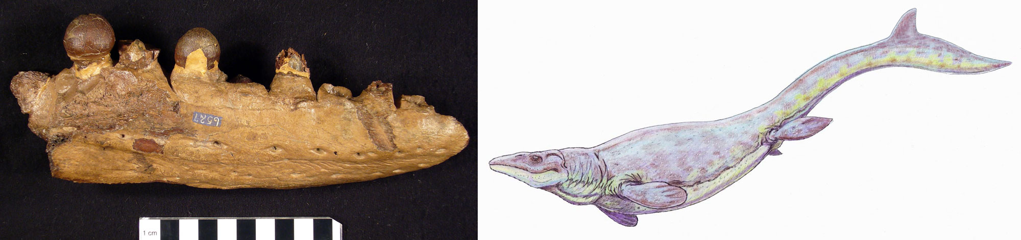2-Panel figure showing a mollusk-eating mosasaur, a type of elongated aquatic reptile. Panel 1: Photo of part of lower jaw showing rounded teeth. Panel 2: Reconstruction of the living animal showing that it had an elongated body, four flippers, and an asymmetrical tail with the fins oriented vertically.